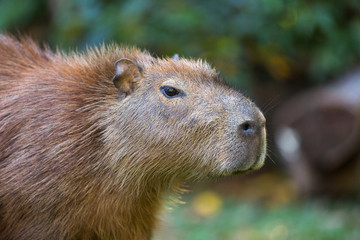 Portrait of a capybara, Hydrochoerus hydrochaeris.