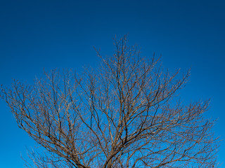 a beautiful autumn and spring in Japan
