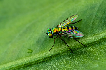 fly on leaf