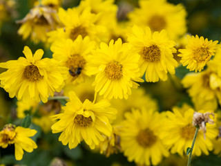 a beautiful chrysanthemum in the garden