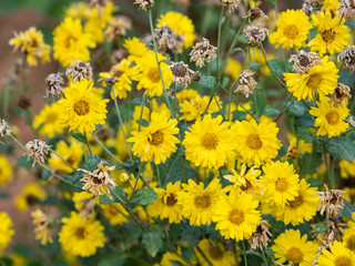a beautiful chrysanthemum in the garden