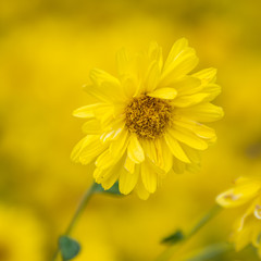 a beautiful chrysanthemum in the garden