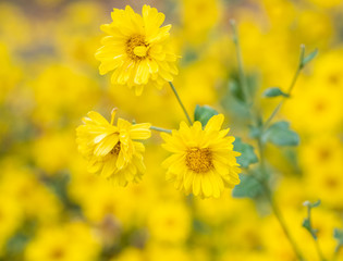 a beautiful chrysanthemum in the garden