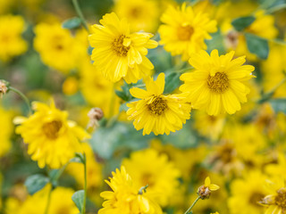 a beautiful chrysanthemum in the garden