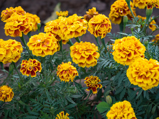 a beautiful flower in the garden