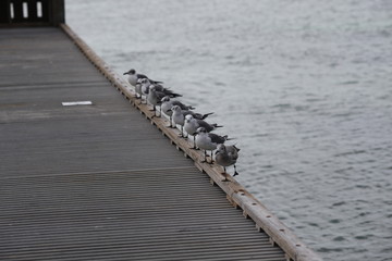 seagulls lined up and waiting on pier