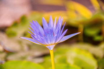 Water lily flower 