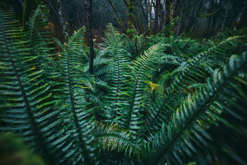 Fern in the rainforest