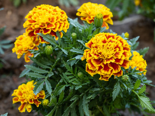 a beautiful flower in the morning
