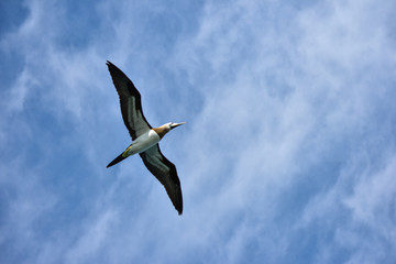 seagull in flight
