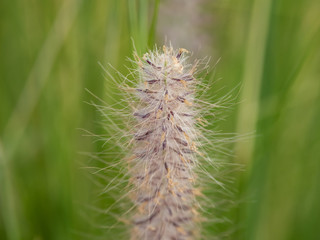 a beautiful grass flower in the day