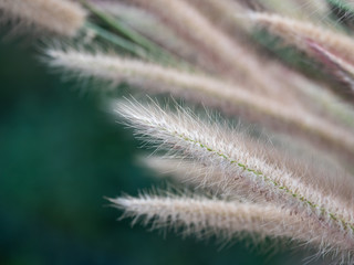 a beautiful grass flower in the day