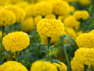 a beautiful marigolds in the garden