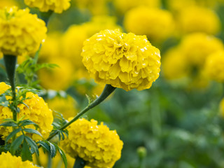a beautiful marigolds in the garden