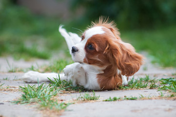 Young dog cavalier king charles spaniel wallowing