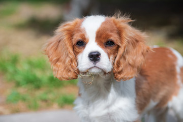 Portrait of a young dog cavalier king charles spaniel
