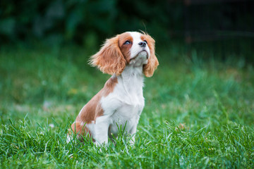 Young cavalier king charles spaniel dog sitting on grass