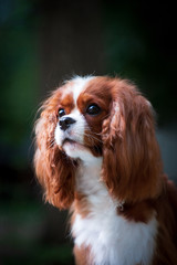 Portrait of a young dog cavalier king charles spaniel