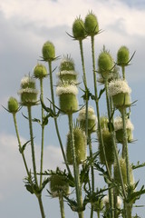 Cutleaf teasel plant flowering
