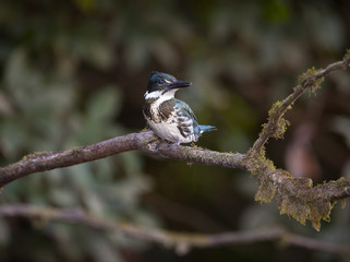 Amazon kingfisher, Chloroceryle amazona, resting on a tree branch.