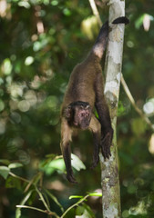 A tufted capuchin, Sapajus apella, climbing on tree limbs.