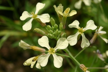 Wild radish flower