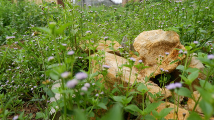 Fresh Green Wild Plants Blurred Background