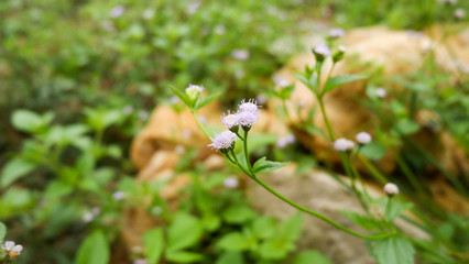 Fresh Green Wild Plants Blurred Background
