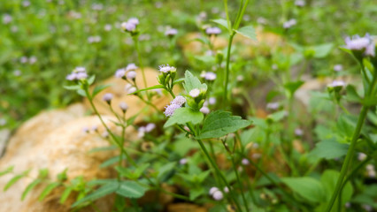 Fresh Green Wild Plants Blurred Background