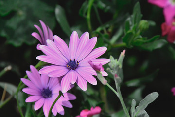 Obraz premium flowers imc