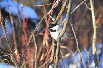 Black-capped Chickadee on a Branch