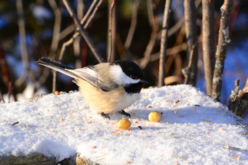 Black-capped Chickadee having some Lunch