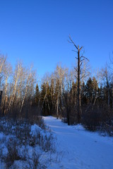 Hiking Trail in Winter