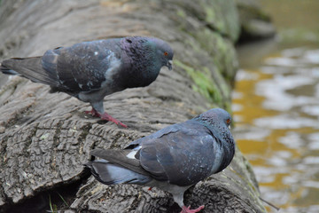 birds in colombia bogota
