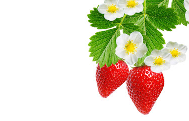 garden strawberry plant witch ripe red berries on white