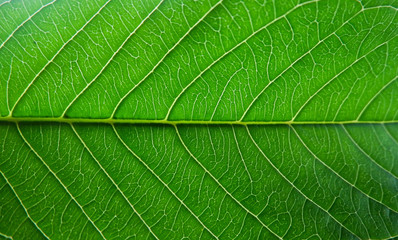 Green Leafs Texture