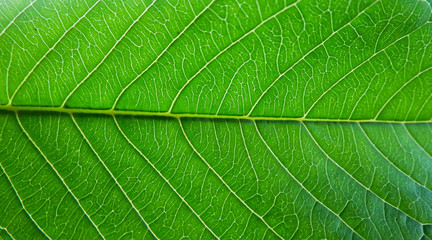 Green Leafs Texture