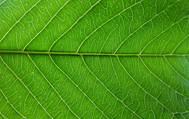 Green Leafs Texture