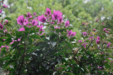 flowers en colombia bogota