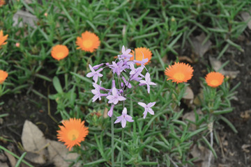 flowers en colombia bogota