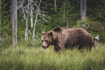 Brown Bear (Ursus arctos) on forest, Finland.