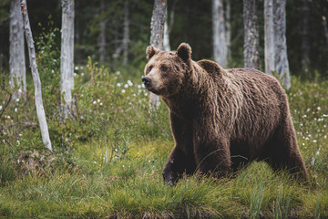 Obraz na płótnie Canvas Brown Bear (Ursus arctos) on forest, Finland.
