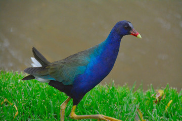 beautiful bird in colombia bogota