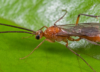 Macro Photo of Flying Ant on Green Leaf