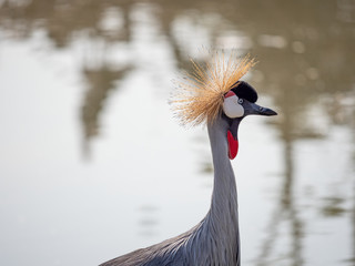 Fototapeta premium Close up Black Crowned Crane Standing in The Swamp