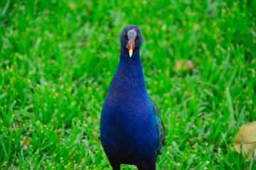 Fototapeta premium beautiful bird in colombia bogota