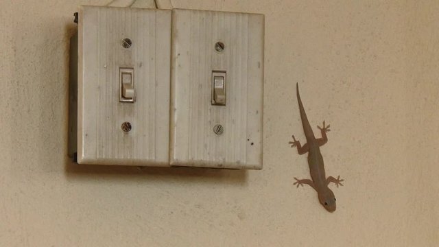 Punta Gorda, Belize - May, 2016 - Wide shot of a Gecko on a wall next to a light switch.