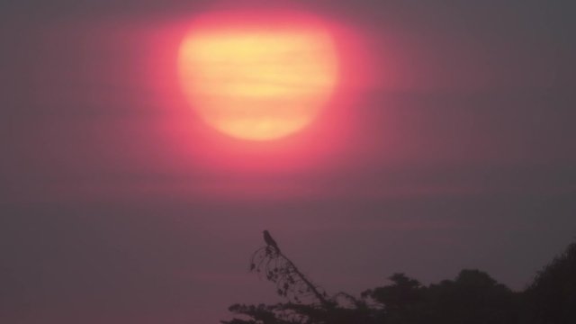 Richmond, California - Super telephoto shot of a bird on a branch silhouette in front of a setting sun.