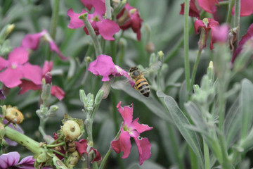 bees and flowers
