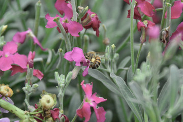 Obraz na płótnie Canvas bees and flowers